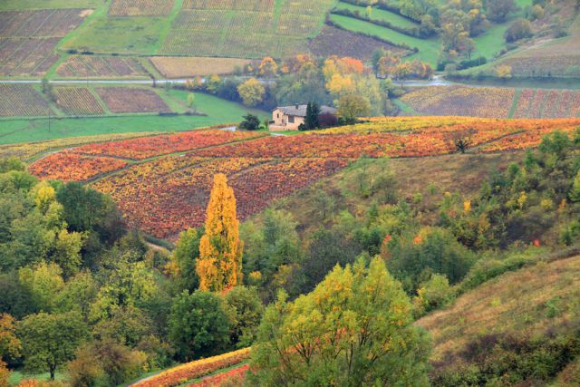 Beaujolais-automne-Fotolia-aterrom.jpg