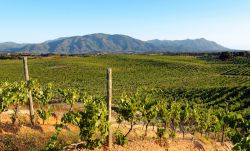 Corse-vignoble-Fotolia-hassan-bensliman.jpg