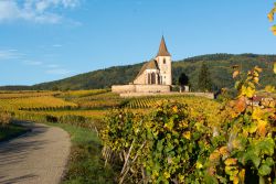 Alsace-photo-region-Fotolia-.jpg