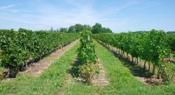 poitou-charentes-cognac-Fotolia-Heliosphile.jpg