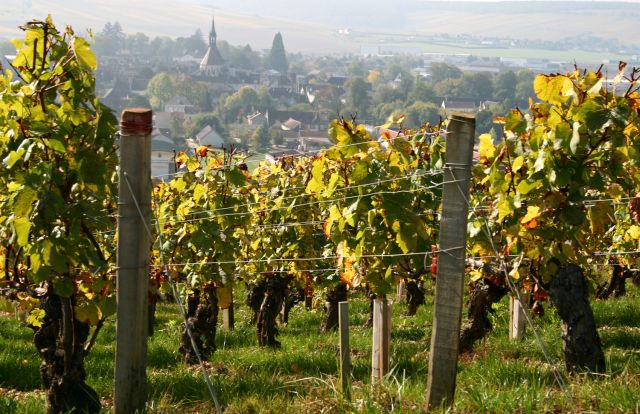 chablis-grand-cru-chablisien-bourgogne-jean-jacquescordier.jpg