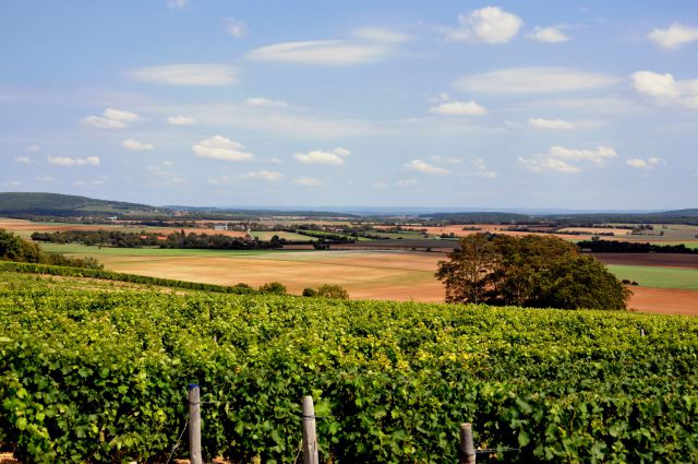 vignoble-loire-sous-region-centre-sancerre-daoud.jpg