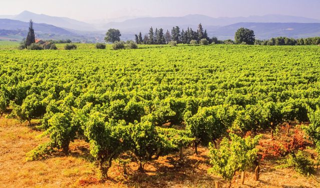 vins-doux-naturels-rhone-sous-region-davidhughes-fotolia.com.jpg
