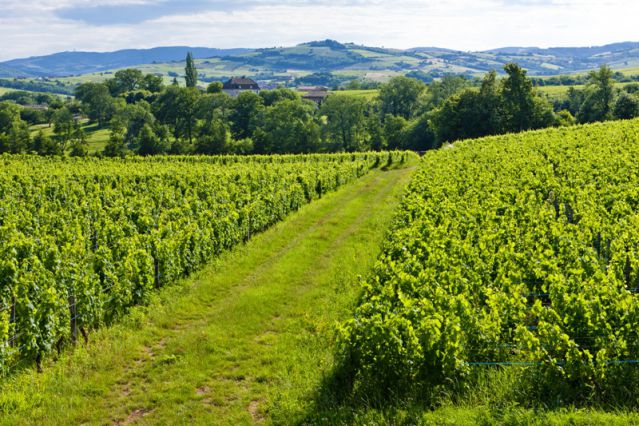 vignes-bourgogne.jpg