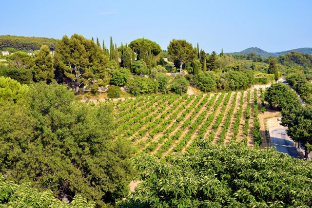 vignoble-provence-basse-vallee-rhone.jpg