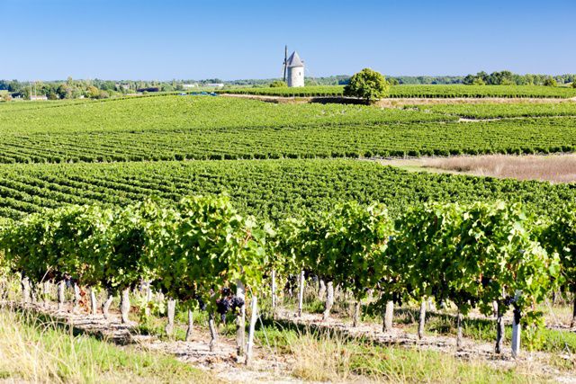 vignoble-bordelais-Blaignan-credits PHB.cz- Fotolia.com.jpg