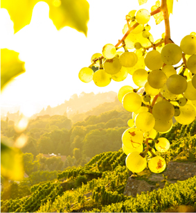 champagne tours sur marne