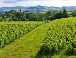 vignoble en Bourgogne