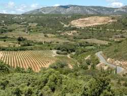 vignoble du Languedoc
