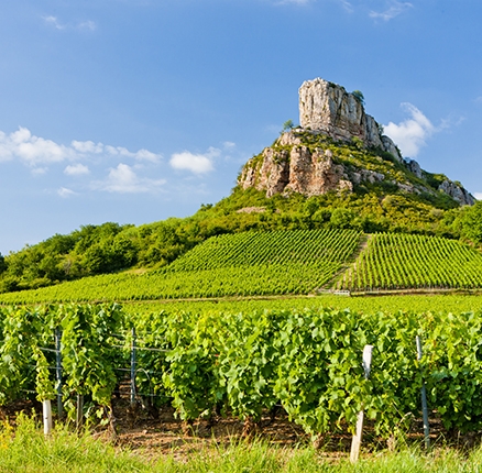 vignoble dans le mâconnais