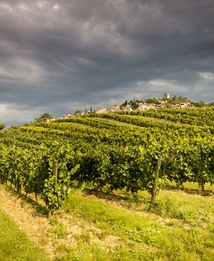 drome-provençale.jpg vignoble en Provence