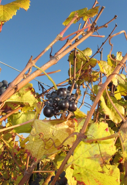 nuits-saint-georges-cote-de-nuits-bourgogne-gregorybouillot.jpg