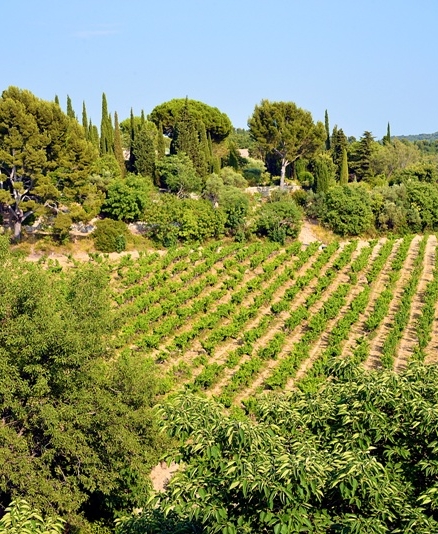 vignoble-provence-basse-vallee-rhone.jpg vignoble de provence