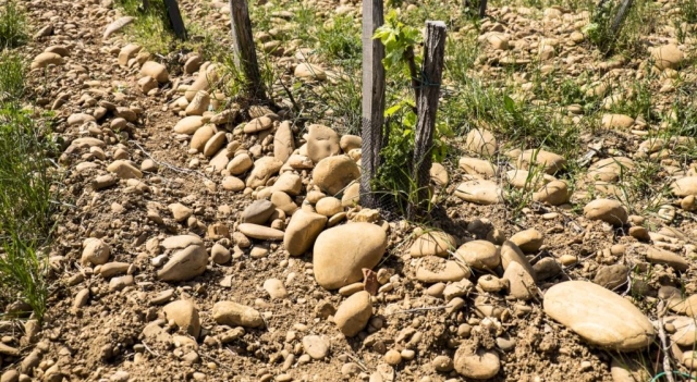 les-sols-et-la-vigne-Fotolia.com.jpg