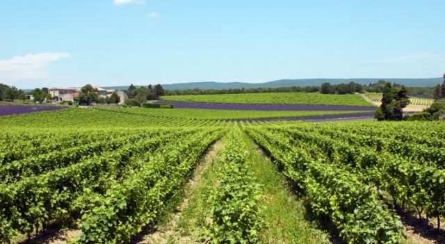 vignoble-provence - credits Phil_Good.jpg vignes en Provence