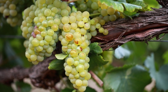 grappe-chardonnay-afrique-du-sud.jpg
