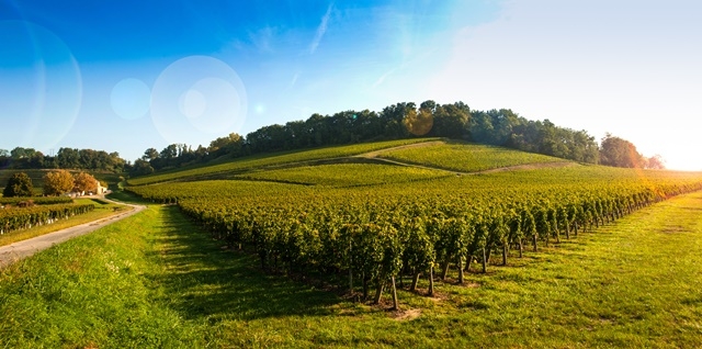 Vignoble-Saint-Emilion-sous-le-soleil-Fotolia.com.jpg