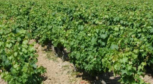 Vignoble Anjou. Martigné Briand (© Patrick Touchais) - Copie (2).JPG
