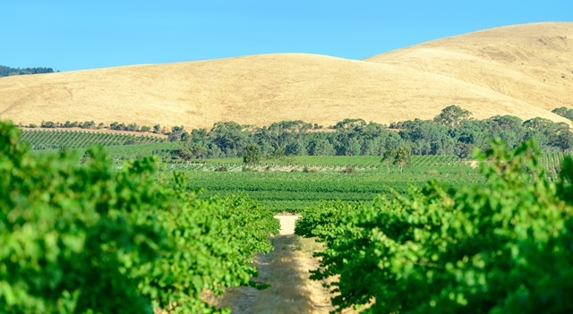 australie-vignes-creditsmoisseyev-Fotolia.com.jpg