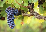 grappe de raisin rouge, cépage rouge