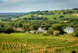 Vignoble dans le Sauternais