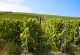 paysage vigne pinot noir