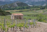 vignoble de Patrimonio