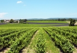 vignes en Provence