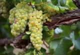 Grappe de Chardonnay sur un vieux cep de vigne, Afrique du Sud