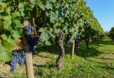 vignes dans le Médoc