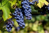 grappes de malbec