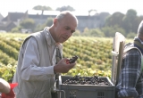 Vendanges au domaine de la Romanée Conti - Aubert de Villaine