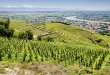 Vignes de Tain l'Hermitage,  vins de la vallée du Rhône