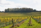 Paysage de vignes en Angleterre, en automne