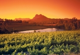 afrique-du-sud-vignoble-Fotolia.com.jpg