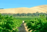 Australie-vignoble.jpg