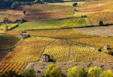 Vignes près de Beaujeu, Beaujolais, Rhône Alpes, France