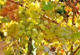 grappes de chasselas