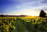 coucher-de-soleil-sur-vignes-et-monts-beaujolais.jpg