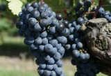 cabernet franc (© Patrick Touchais) - Copie.JPG
