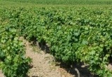 Vignoble Anjou. Martigné Briand (© Patrick Touchais) - Copie (2).JPG