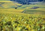 Vignoble de Chablis en automne