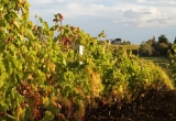 Vigne à Bordeaux en automne