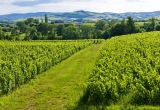 vignoble en Bourgogne